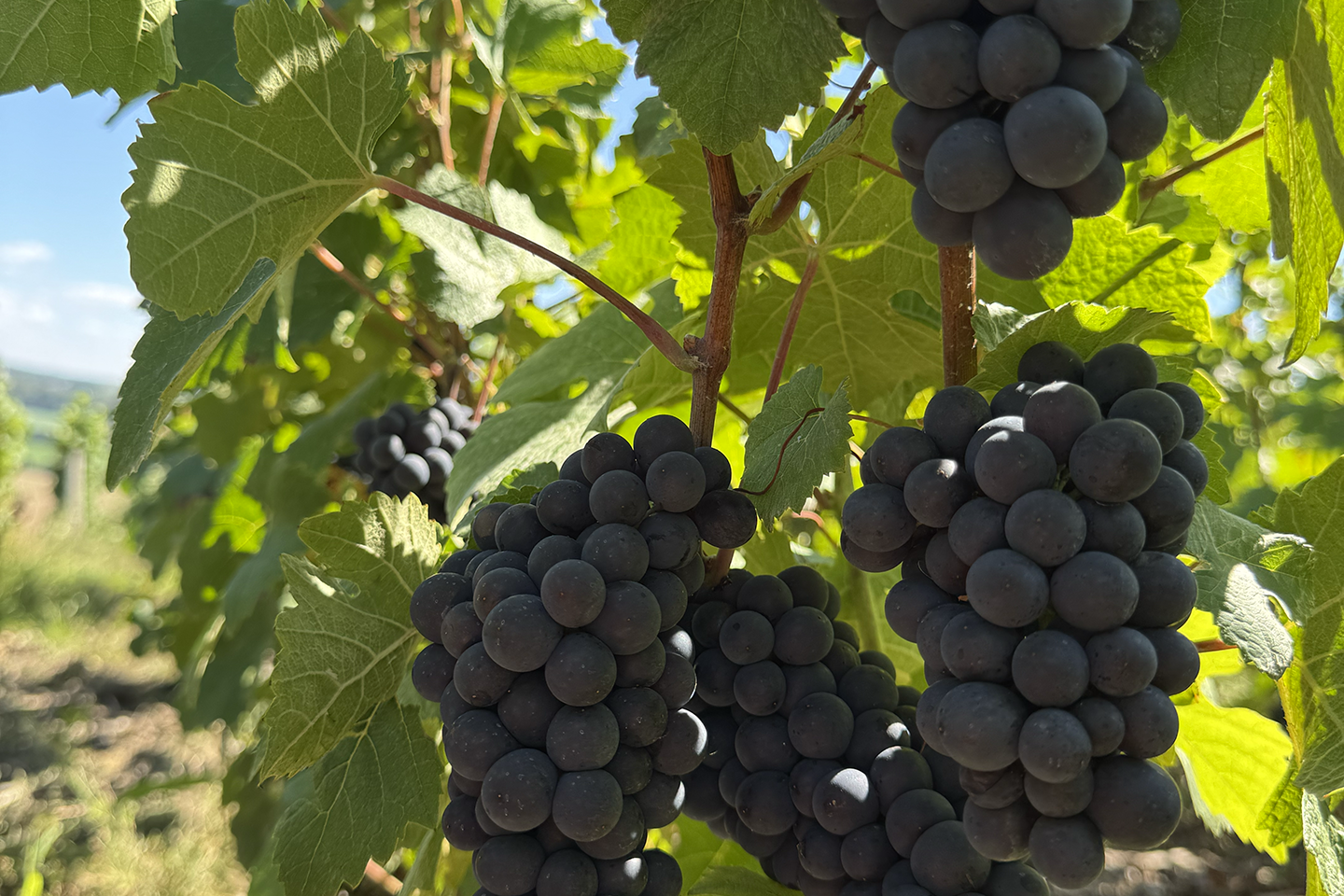 image raisin image raisin