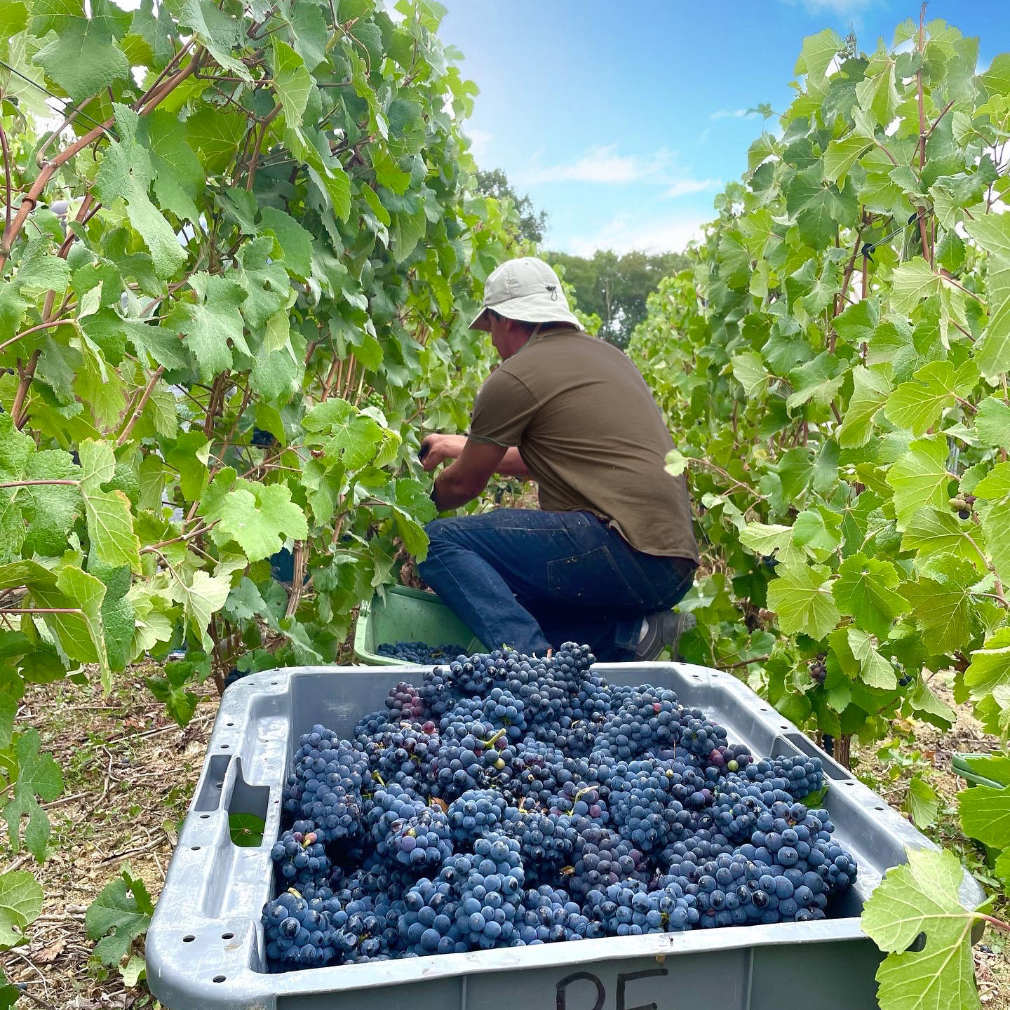 photofinnvendange photofinnvendange